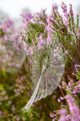 heath close up, Calluna vulgaris macro in summer