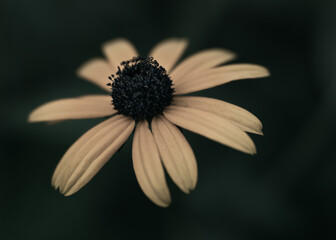 Macro, nature, yellow flower, color, dark, moody, details