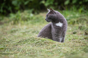 gray cat on prey tour