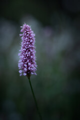 Obraz premium Macro, flowers, color, nature, moody, fine art, mood, moody