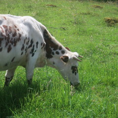 Cow eating in a field