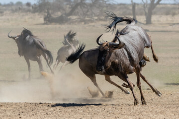 Fototapeta premium Two young blue wildebeest running and playing, kicking up dust the Kgalagadi Transfrontier Park in South Africa