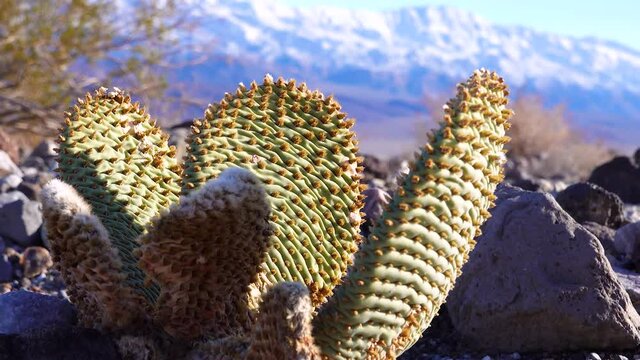 Bunny-ears prickly pear (Opuntia microdasys), desert wintering reddened in the sun. Cacti of California