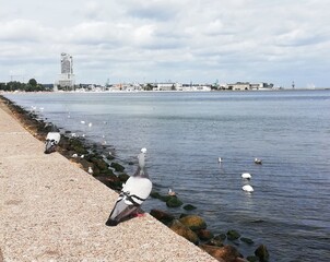 Baltic Sea coast. Gdynia. Beautiful seaside landscape. Summer holidays. 