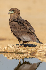 Juvenile Bateleur Eagle in the Kgalagadi