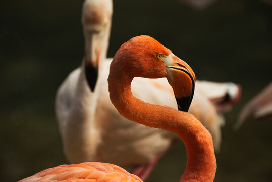 A pair of flamingos standing in a zoo