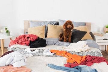 brown poodle sitting on messy bed around clothing.