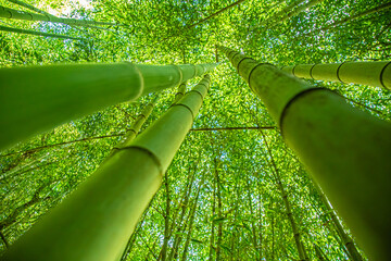 bamboo