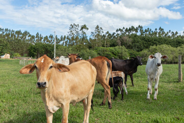 gado com bois e vacas na fazenda