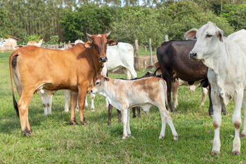 bois, vacas e bezerros pastando no pasto na fazenda
