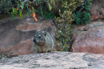 Rock hyrax, Procavia capensis / Rock dassie, on the Waterberg Plateau in Namibia, Africa
