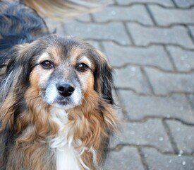 A dog for a walk in the park. Lake-winter atmosphere. Man's best friend. Cute.