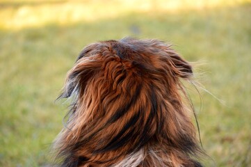 A dog for a walk in the park. Lake-winter atmosphere. Man's best friend. Cute.