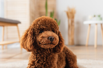 groomed poodle resting in modern apartment.