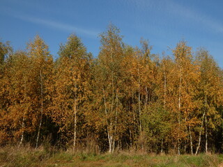 Autumn landscape: birch trees under blue sky, Lipce, Gdansk, Poland