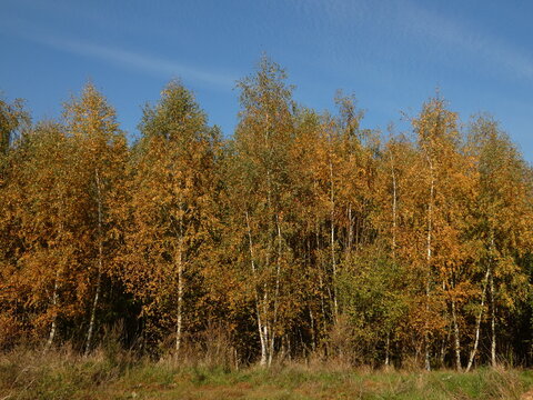 Autumn landscape: birch trees under blue sky, Lipce, Gdansk, Poland