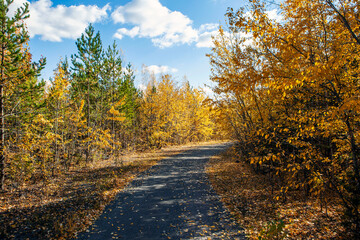 Bright, colorful, autumn forest and the road to Vysokaya mountain. Nizhny Tagil. Sverdlovsk region. Russia