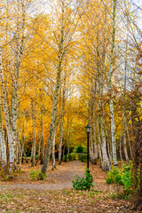 Autumn forest road between birches. Autumn landscape of a birch grove.