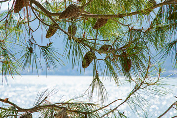 old pines on the beach © fox17