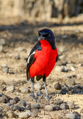 Crimson-breasted Shrike in the Kgalagadi