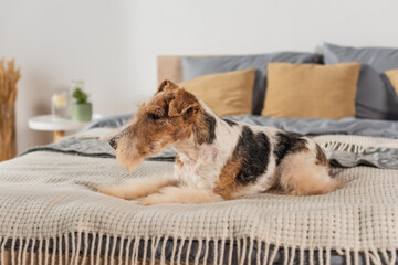 curly wirehaired fox terrier lying on modern bed.