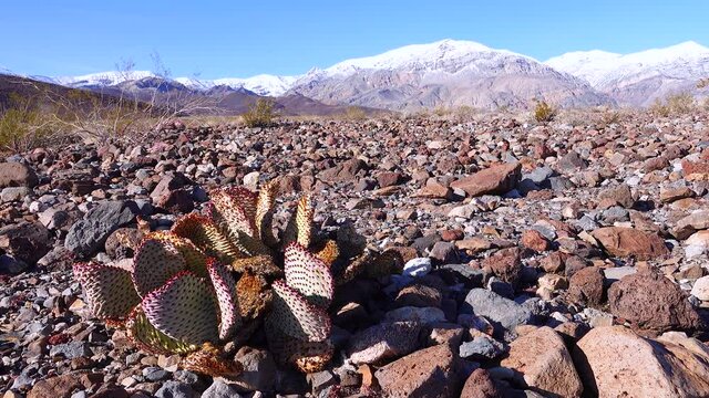 Cacti of California. Bunny-ears prickly pear (Opuntia microdasys), desert wintering reddened in the sun