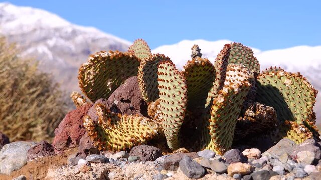 Bunny-ears prickly pear (Opuntia microdasys), desert wintering reddened in the sun. Cacti of California