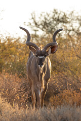 Kudu in the Kgalagadi