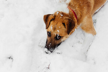 fox terrier dog plays in the snow in winter