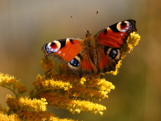 Peacock butterfly (Aglais io) resting on Canadian goldenrod flowers (Solidago canadensis), Gdansk, Poland