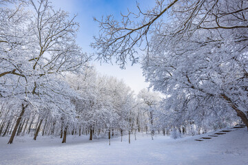 Snowy winter landscape panorama with dreamy sunlight. Idyllic winter nature, adventure and freedom scenic. Amazing seasonal landscape, forest path and snow. Majestic winter landscape, wonderland