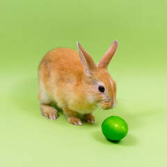 Easter holiday concept. Easter bunny close-up with a green egg on a green background.