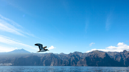 A close shot of a cory's shearwater taking off and gliding next to the boat with mount Teide on the background in Tenerife Spain
