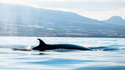 A pan tropical Bryde's whale gently surfacing on the atlantic ocean with the Teide mountain - the third largest volcano in the world on the background © Rui