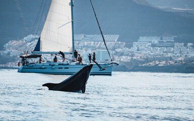 Close shot of dolphins crazy around Tenerife waters revealing their blowholes and their scars on the body