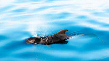Fototapeta premium Tropical pilot whales (Globicephala macrorhynchus) cruising freely around Tenerife waters during sunrise