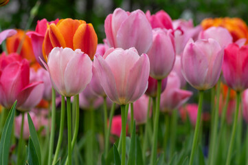 Amazing garden field with tulips of various bright rainbow color petals, beautiful bouquet of colors in daylight