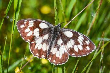 Butterfly on the grass macro - morning dew on the grass - butterfly macro
