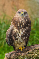 Bird of prey with big claws sittinng on a log - hawk falcon - buzzard