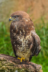 Bird of prey with big claws sittinng on a log - hawk falcon - buzzard