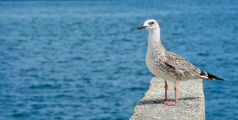 Seagull in harbor with blue sea behind him - seagull sitting on a cement edging closeup
