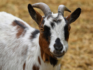 Goat portrait with horns - spotted goat closeup