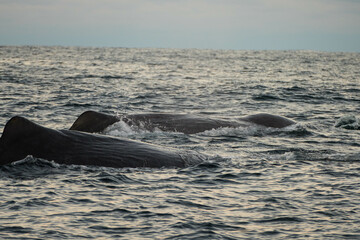 Two sperm whale surfacing in north norway