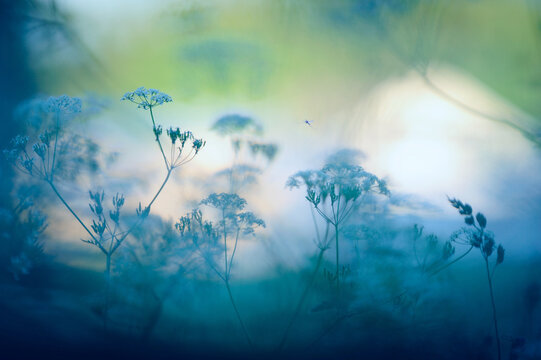 Dreamy image of meadow flowers in summertime. Shallow depth of field.
