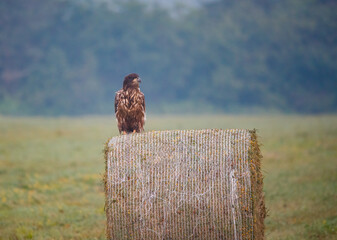 Juvenile bald eagle on hay bale