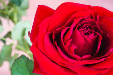 Rosa rossa macro. San Valentino. Amore. Natura.