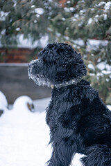 Beautiful black dog Giant Schnauzer on a walk in winter in snowy weather.