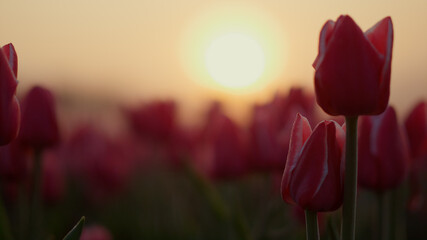 Fototapeta premium View of beautiful sunrise in flower garden. Orange sun rising in spring park.