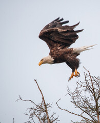 Bald eagle young on hay bail