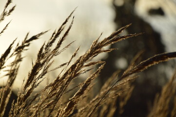 Fototapeta premium Grass in the park, garden, meadow. Macro. Beautiful wallpaper.
